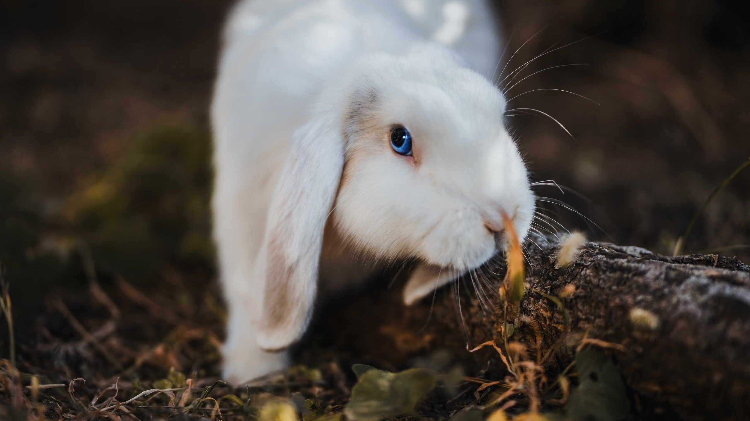 雷火电竞官网-法兰西海岸的蓝色奇迹，当尼斯掀翻不可一世的美国战舰