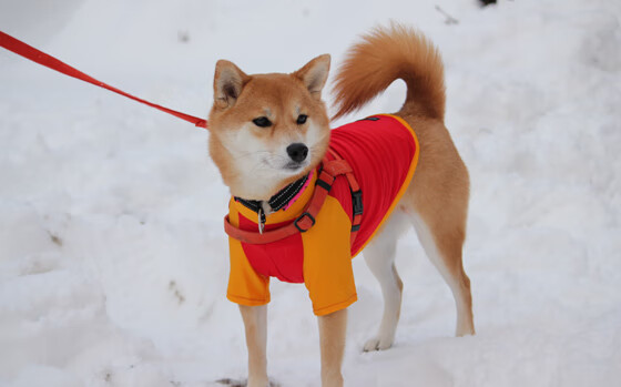 维尼修斯，攻防转换的核心引擎，马德里竞技如何踏平巴西足球的战术启示