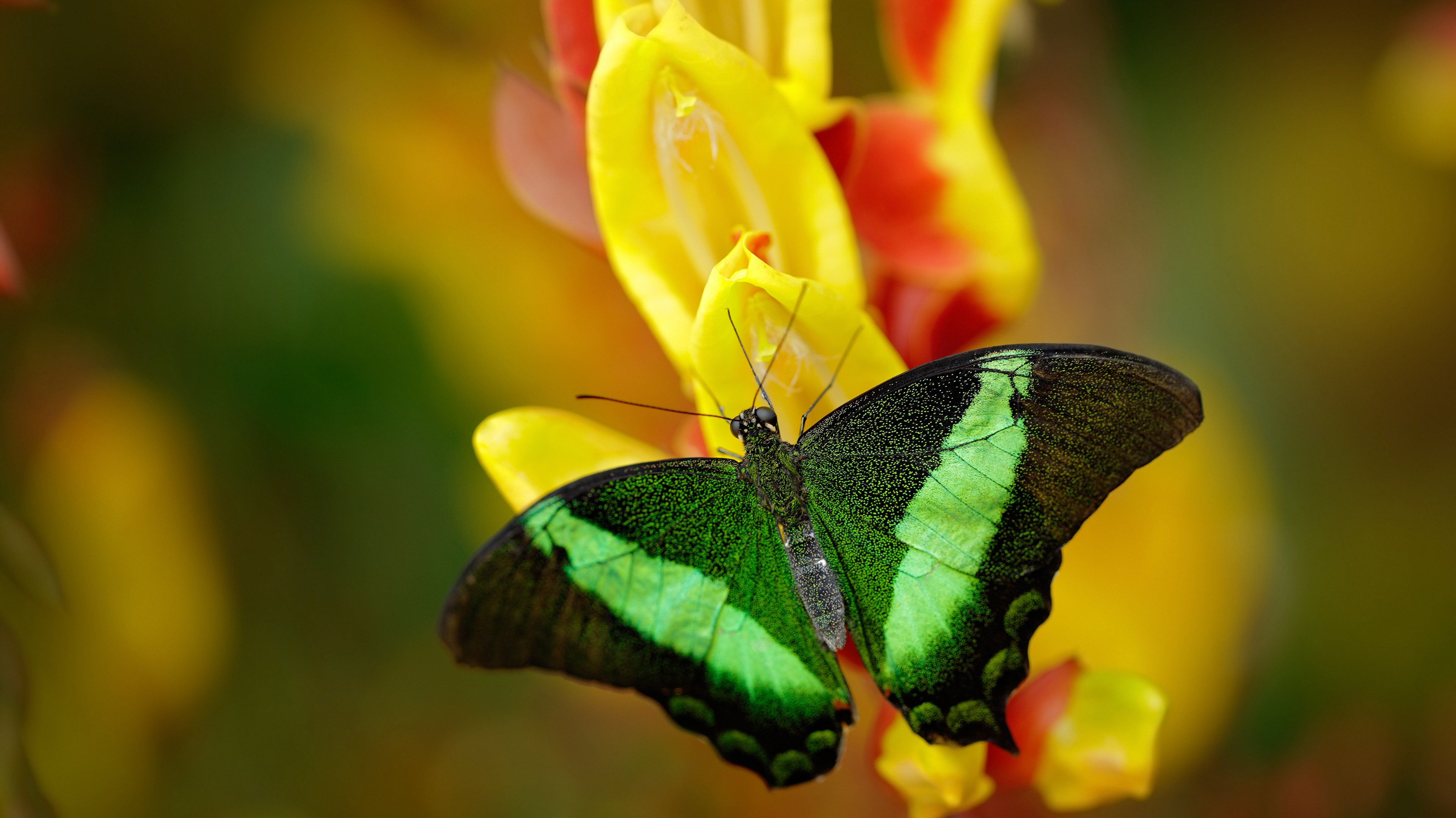 雷火电竞网站-翡翠岛上的红蓝对决，恩佐一箭定江山