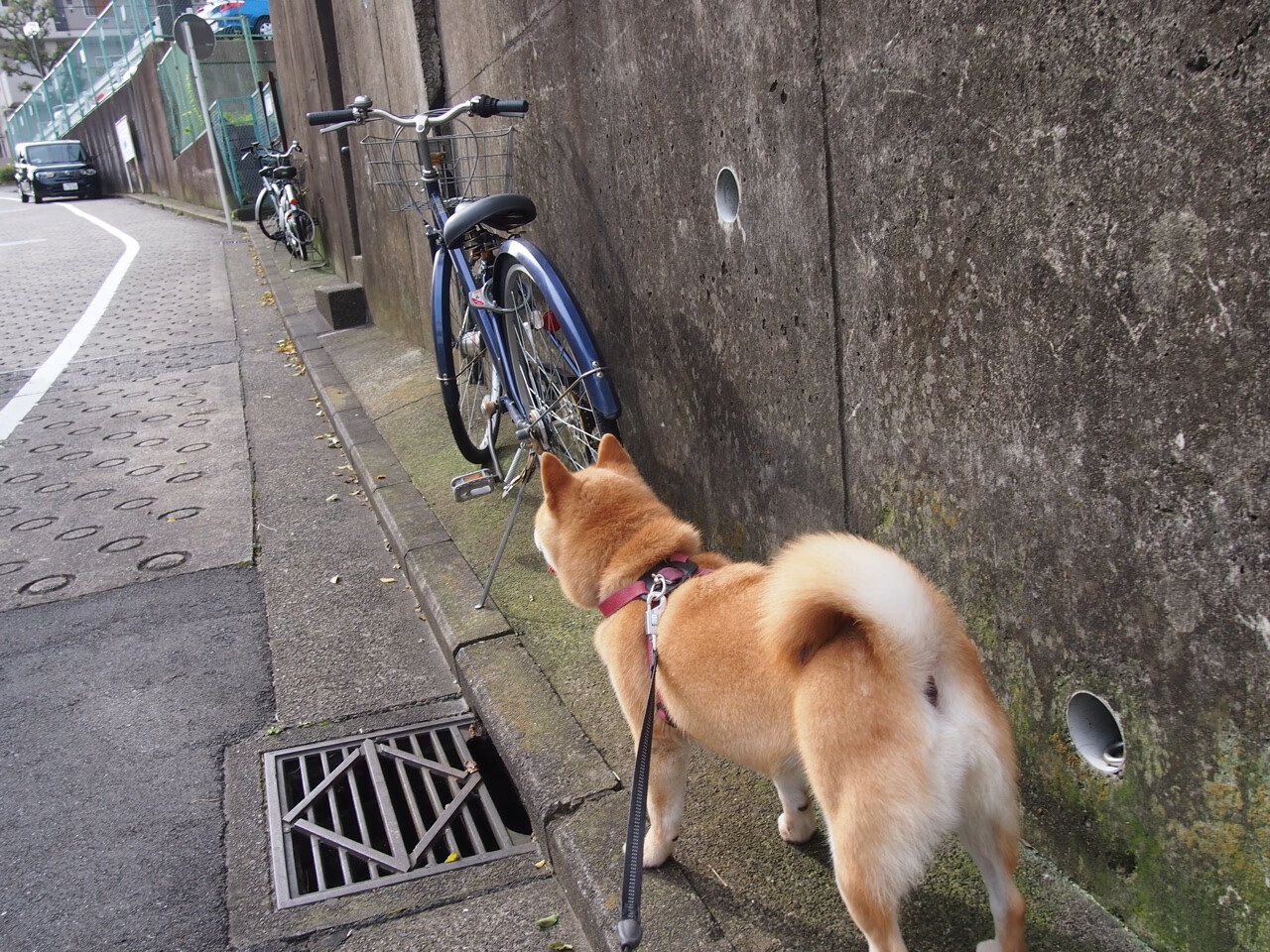 门神破阵！奥纳纳客串前锋上演帽子戏法，克罗地亚友谊赛4-2逆转佛罗伦萨
