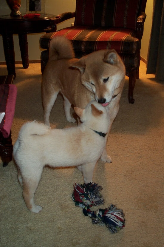 雷火电竞入驻-双线叙事，当他用橄榄球战术撕裂篮球场，用篮球智慧接管世界杯